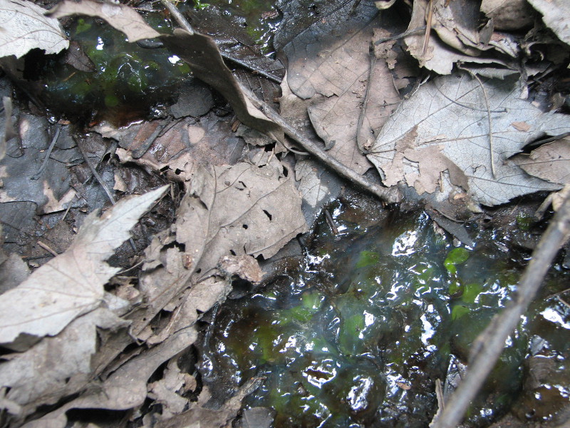 Remnants of salamander egg masses. Credit: Betsy Leppo
